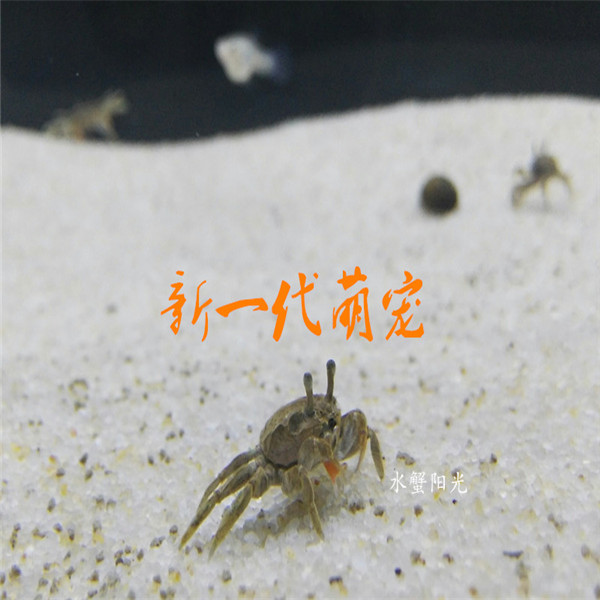 天弗豆豆蟹谭氏泥蟹网红辣椒蟹桌面爬宠生态微景观爬宠易养水族观赏蟹