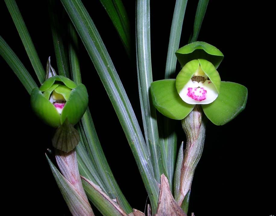 室内老种兰花草 春兰荷(神话) 阳台 1颗3 苗连体28 不含盆【图片 价格