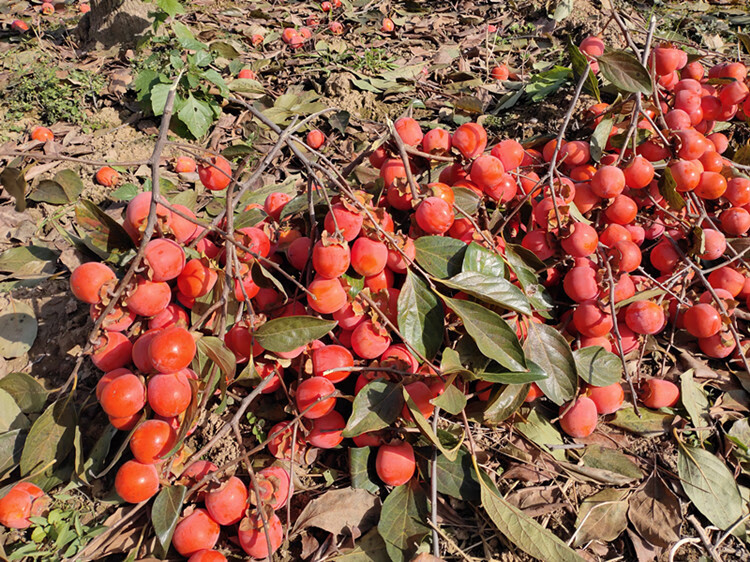 源外 临潼特产火罐柿子小柿子野生甜柿子新鲜水果小蜜柿 2.