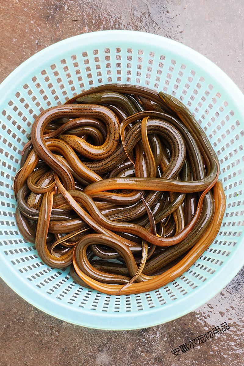 鳝鱼鲜活 稻田鳝鱼苗大黄鳝长鳝鱼盘鳝黄鳝幼苗长鱼鲫鱼一斤 小号鳝鱼