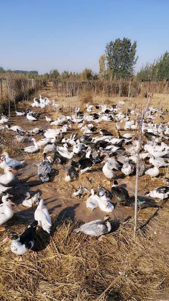 番鸭种蛋绿壳麻鸭种蛋可食用可孵化黑白花鸭蛋非洲雁种蛋10枚番鸭种蛋