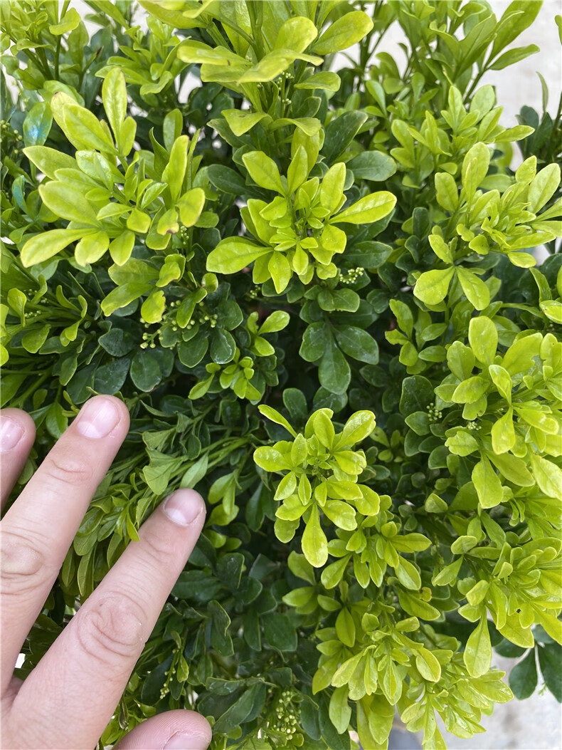 米兰花盆栽阳台庭院喜阳花卉绿色易养植物米仔兰树兰多季开花浓香精品