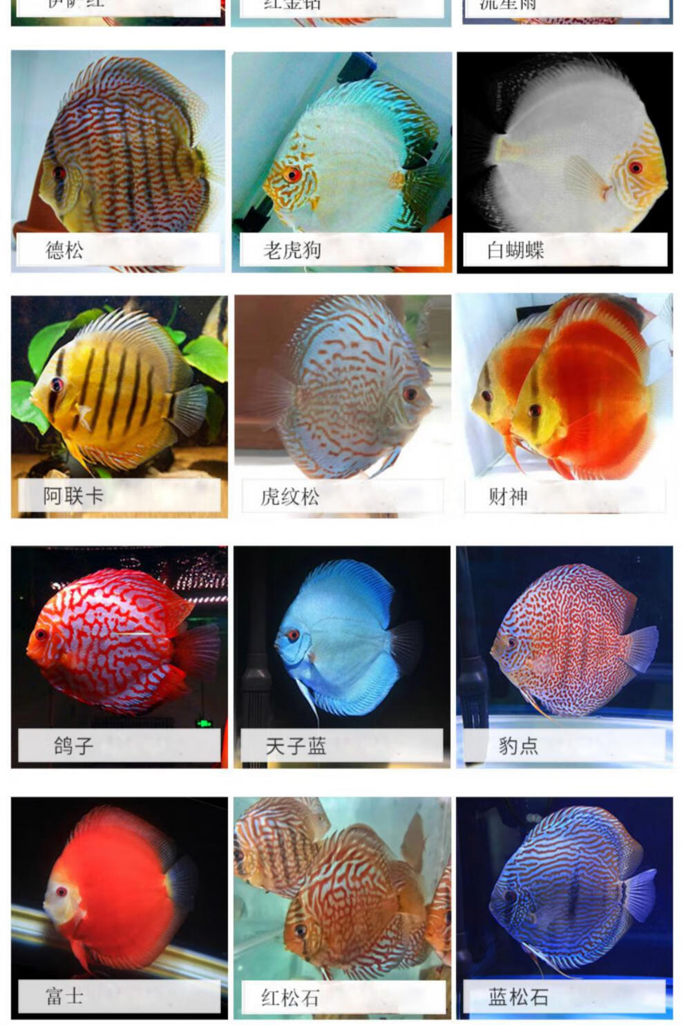 七彩鱼公母大图图片