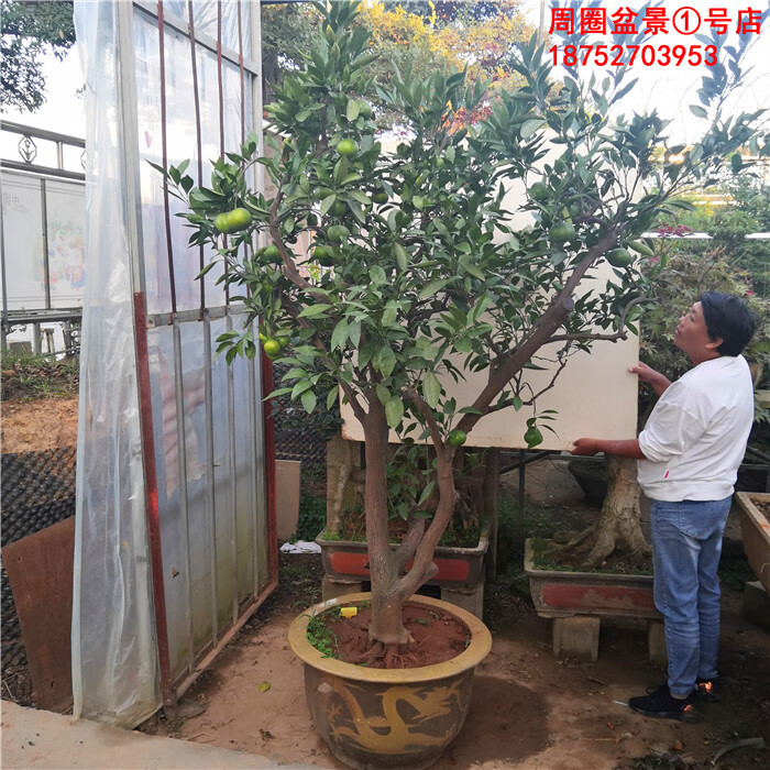实拍大型橘子树盆景桔子树观果盆景地景树大型橘子树盆景带盆栽好
