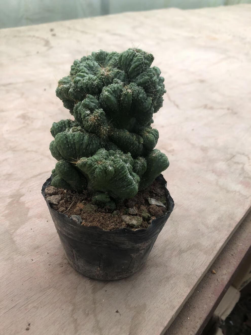 仙人山虎头罗汉山影拳 仙人掌类沙生多肉植物 虎头山影 盆栽花卉 虎头