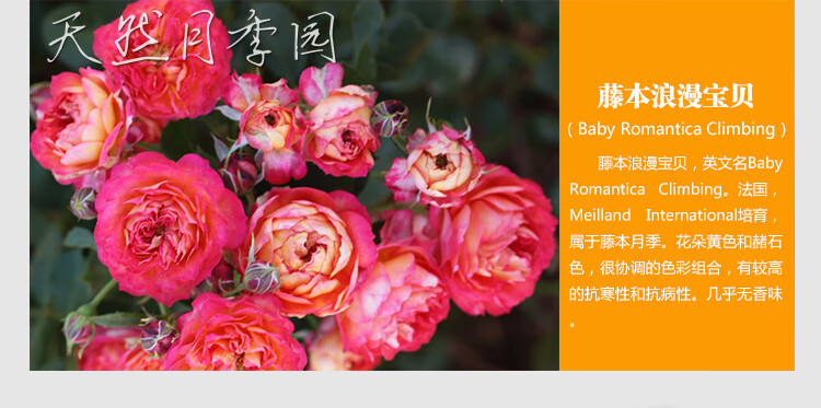 出售月季花苗