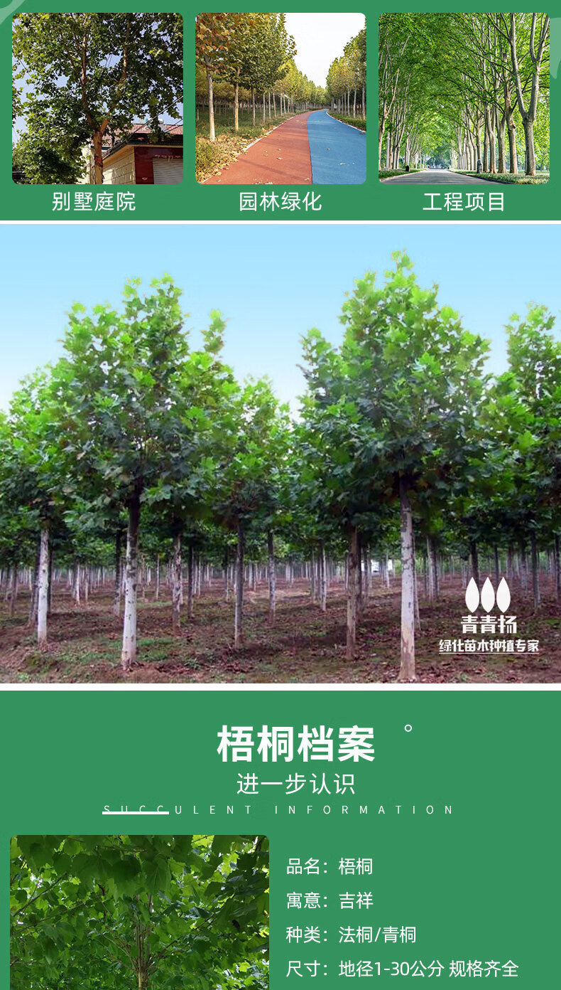 法国梧桐树树苗大树庭院风景树行道园林绿化苗木南方种植青桐法桐青桐