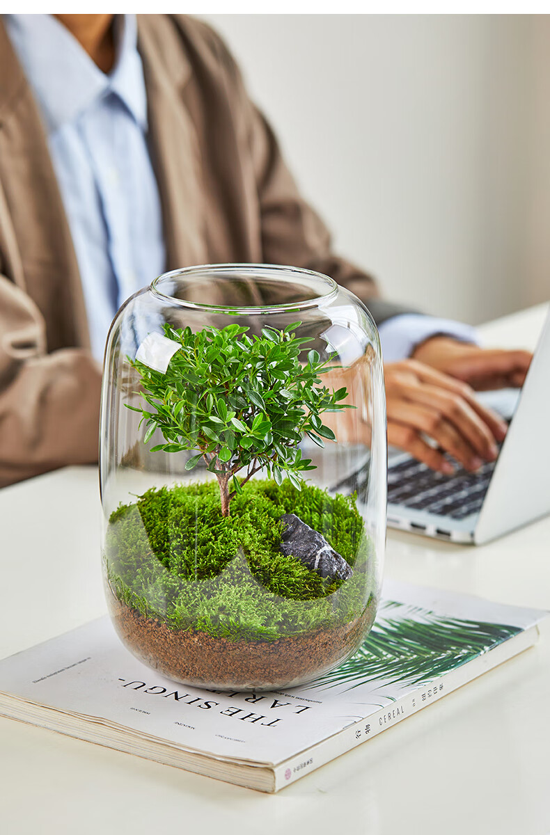 生命之树生态瓶苔藓创意微景观桌面盆栽青苔造景植物办公室内绿植