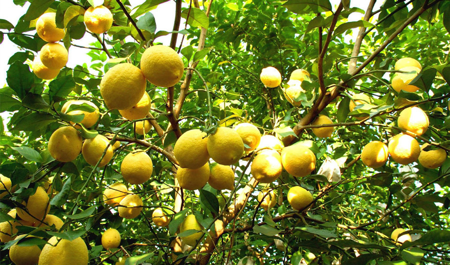 柠檬树苗果树苗优力克柠檬 批发庭院种植香水柠檬苗青柠檬盆栽四季