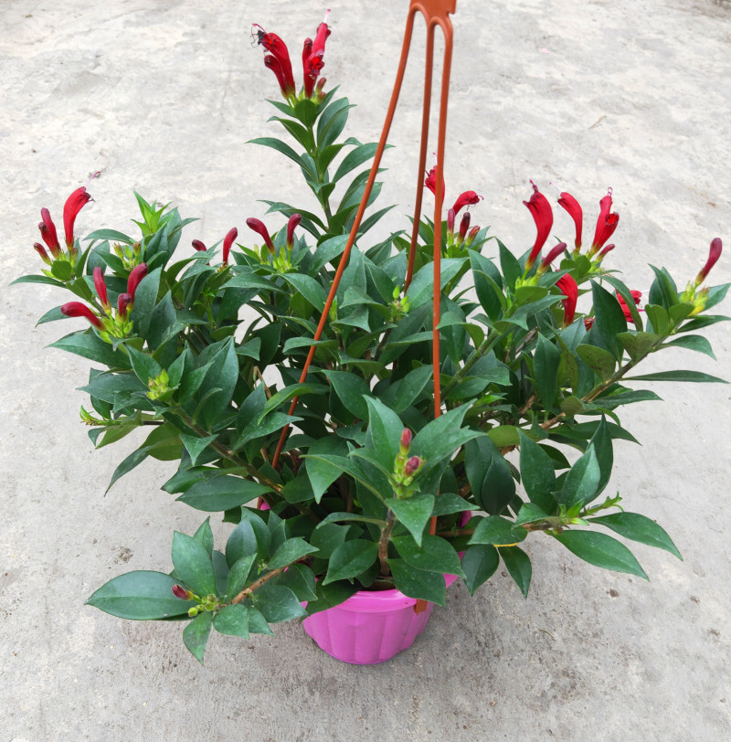 凤凰还巢又名红鲸鱼火凤凰金鱼花庭院阳台盆栽植物带花满额 火凤凰