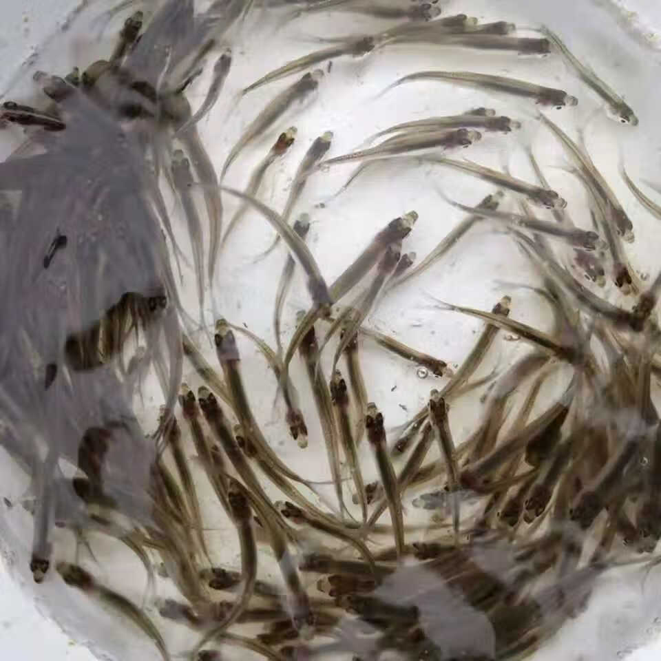 奢络弗 翘嘴鱼苗白条鲌白鱼苗刁子鱼翘壳路亚养殖淡水活体水花饲料