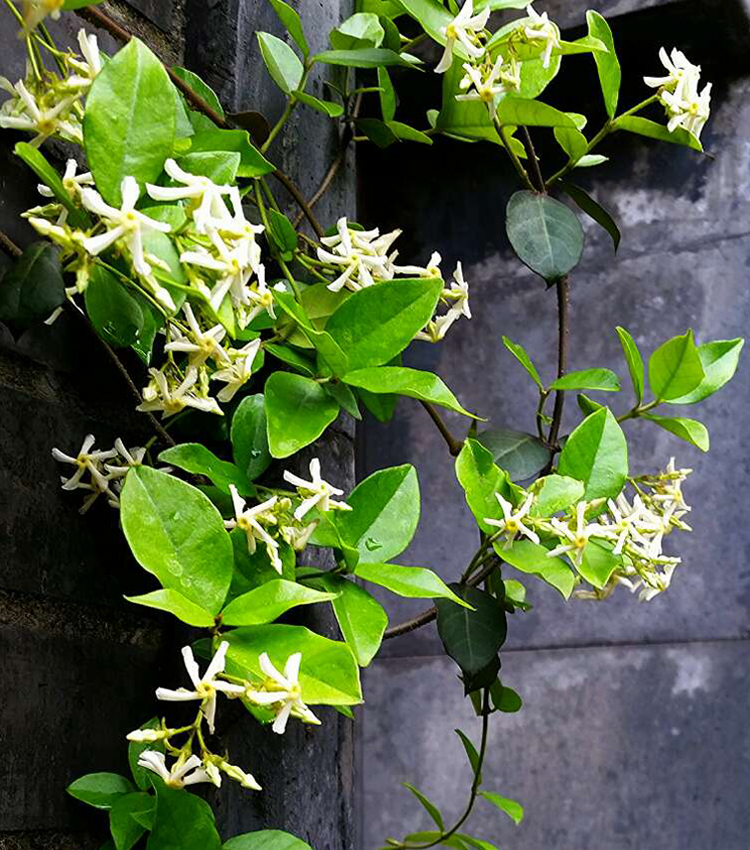 四季不落叶爬藤植物络石藤大苗攀爬盆栽金银丝风车茉莉花苗浓芳香 10