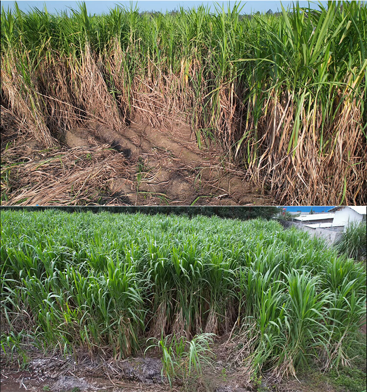 元冬桂牧一号皇竹草甜象草巨菌草种节种子四季高产多年生牧草养殖牛羊