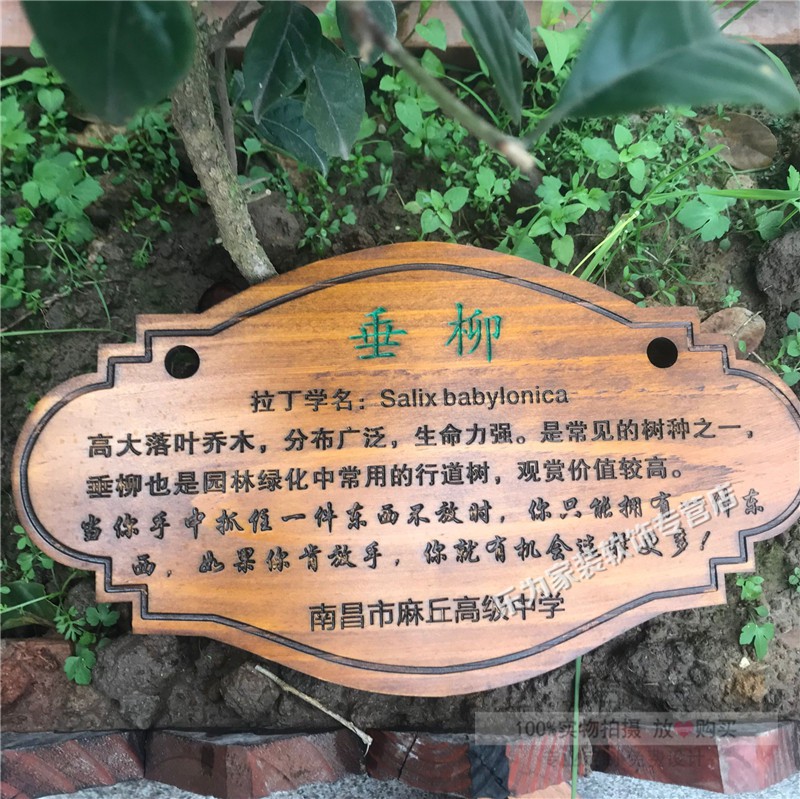 柳树树牌图片