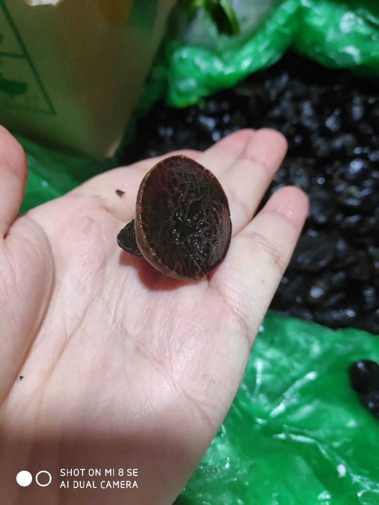 橙伯乐新鲜猪嘴蘑 长白山野拱嘴蘑 东北新鲜蘑菇猪嘴蘑 胶陀螺 1斤