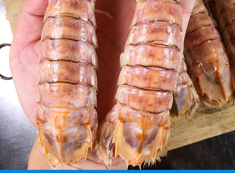 皮皮虾鲜活新鲜大虾姑濑尿虾熟冻海鲜水产费雅南奇 12-15只/斤 1斤