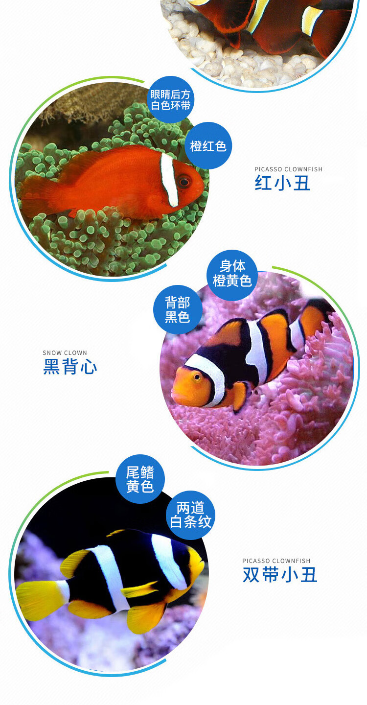 小丑鱼活体鱼 人工小丑尼莫公子小丑 活体海水鱼 宠物观赏鱼 快递包活