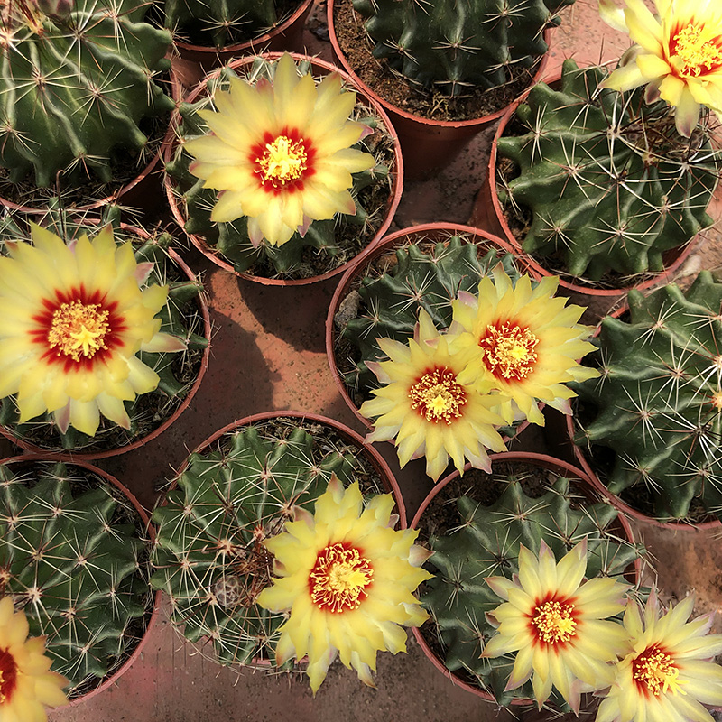 龙王丸左右旋实生金虎绯花玉仙人球美花大黄花品种多肉植物盆栽绯花玉