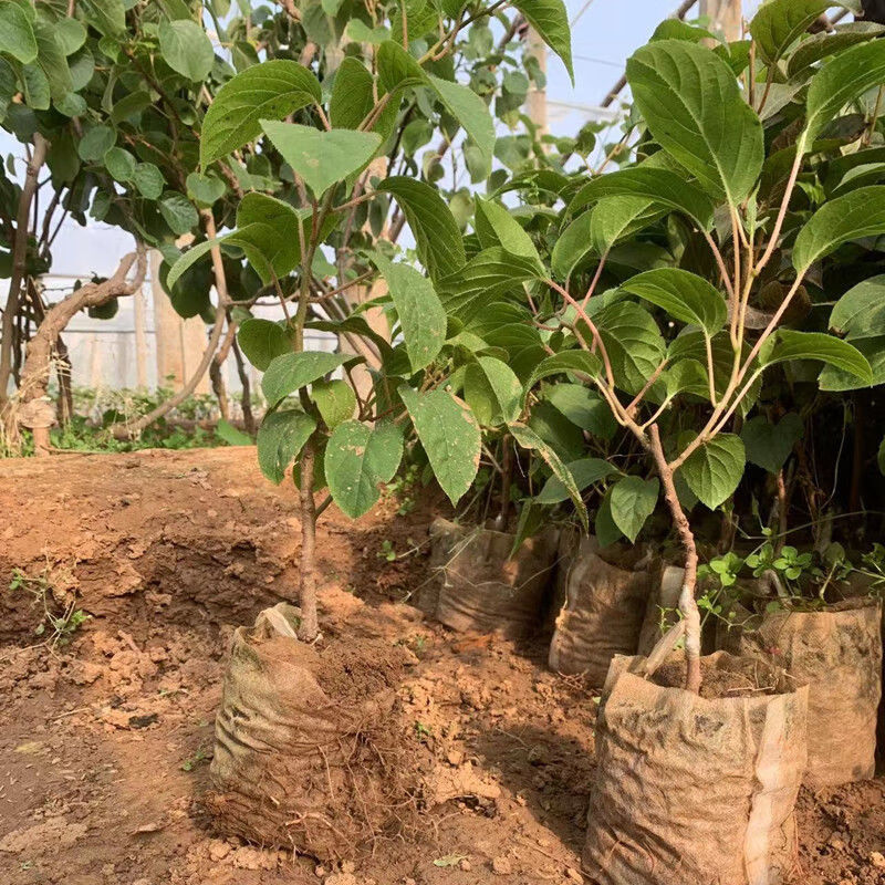 批发正宗嫁接软枣猕猴桃苗原盆原土南北方室内外栽种红心软枣树苗正宗