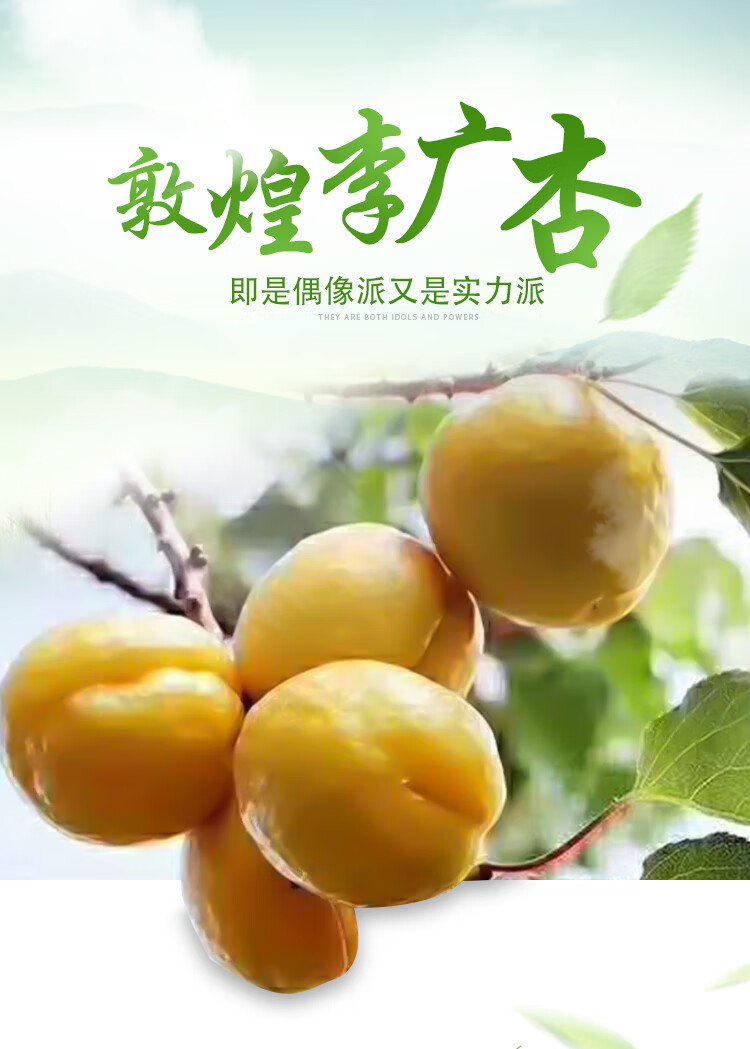 敦煌新鲜李广杏特产自家果园时令水果甜杏子现摘现发顺丰空运 7斤