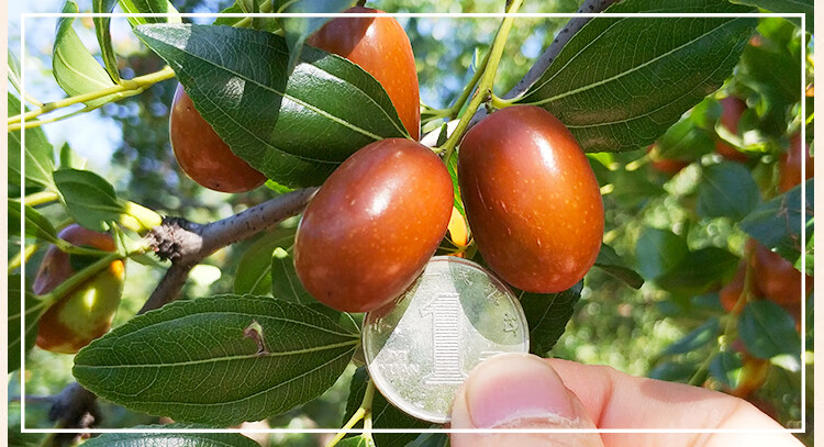 辽宁朝阳新鲜大枣新鲜5斤整箱孙家湾大枣子甜枣脆枣水果当季 正宗朝阳