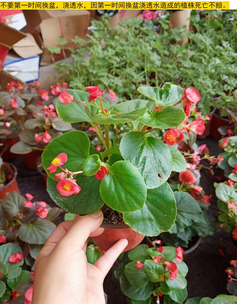 四季开花海棠 玻璃翠 丽格海棠 带花发货 室内盆栽 四季开花 丽格海棠