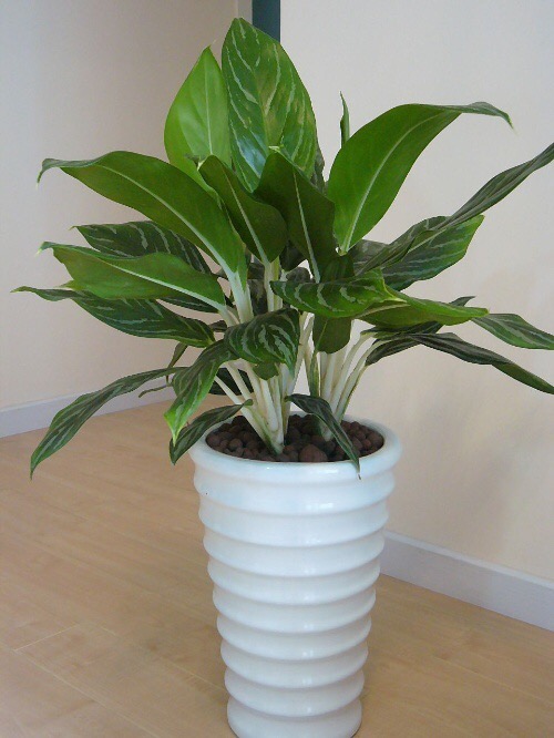 园艺 白雪公主万年青绿植盆栽 水培观叶植物 单株(高度40cm-45cm)