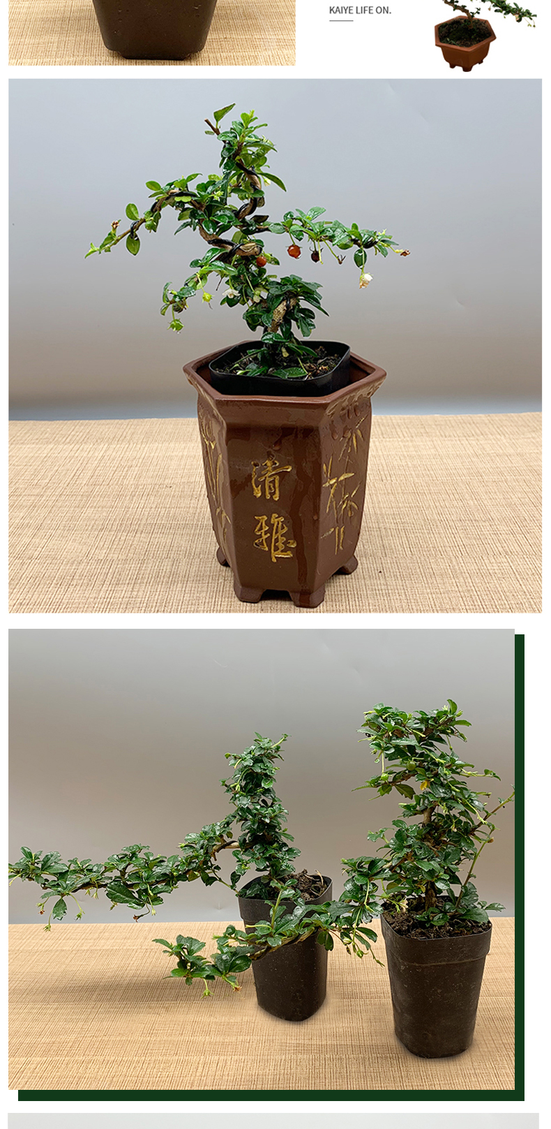 开花结果造型室内小盆景附石盆栽好养易活阳台小绿植 垂柳造型福建茶