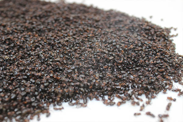 东北长白山黑蚂蚁泡酒材料养生250g关节疼痛红蚂蚁干