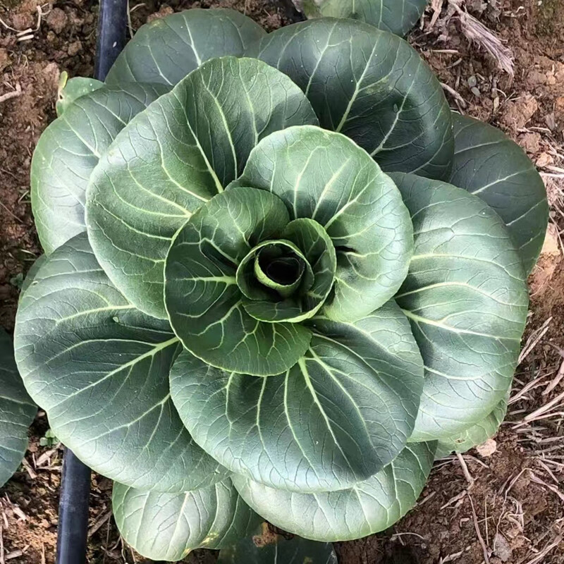 黑叶菜种籽耐寒秋冬蔬菜种孑乌塌菜黑心乌苏州青阳台基地菜籽种子