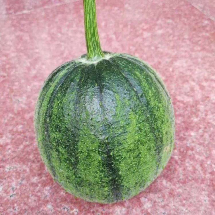 山东新鲜蔬菜圆丝瓜丝瓜绿丝瓜孕妇丝瓜胖丝瓜蔬菜现摘 2500g【图片