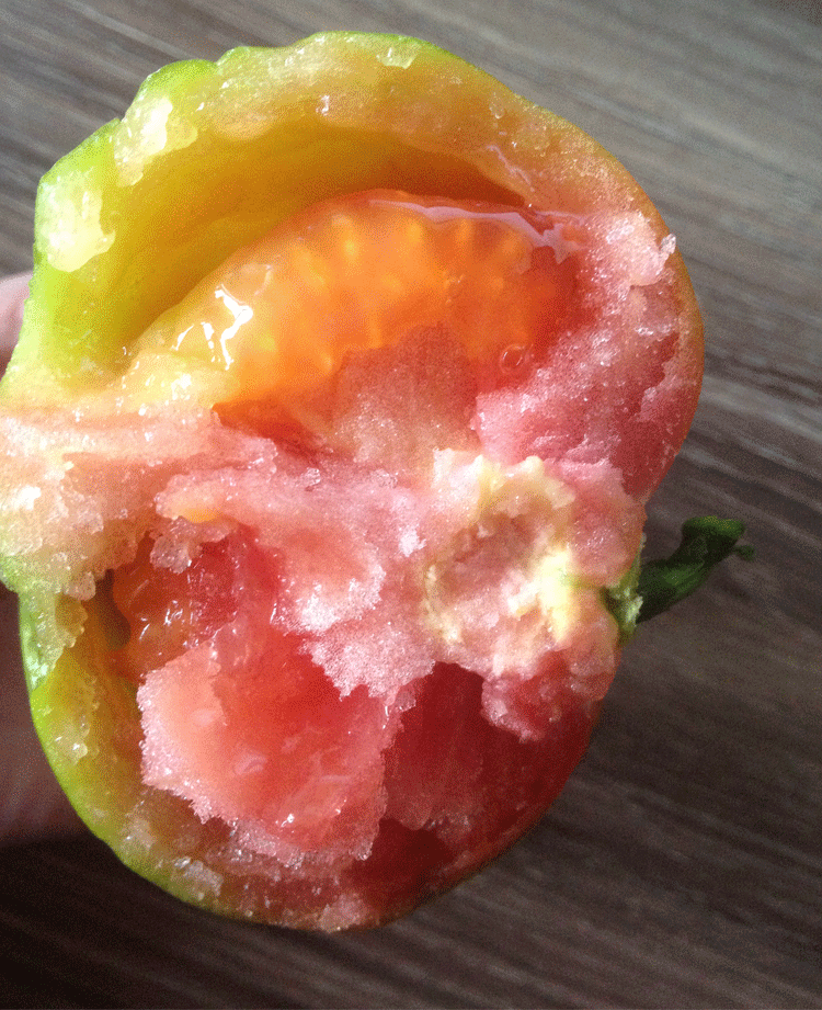 源外 崂山杠六九西红柿山东青岛草莓柿子新鲜绿腚番茄生吃5斤自然熟