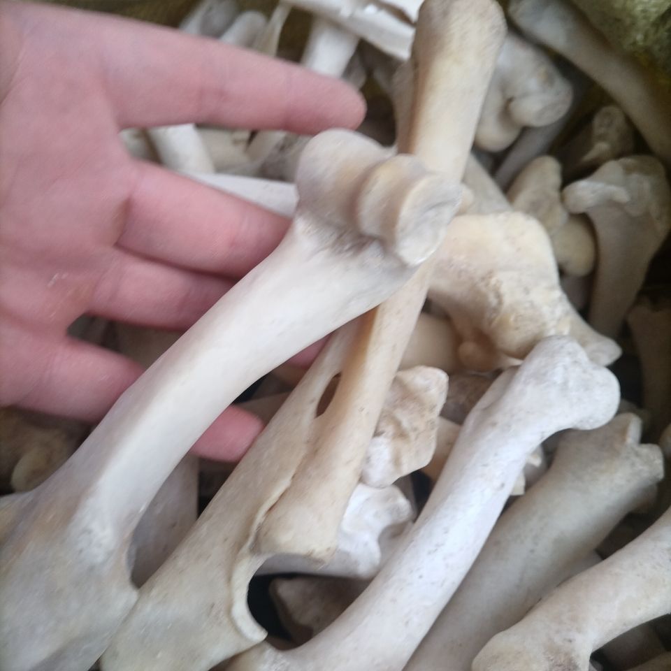 北京同仁堂原料药材 羊骨头粉 山羊骨 羊骨头羊骨粉 羊骨100克羊骨个