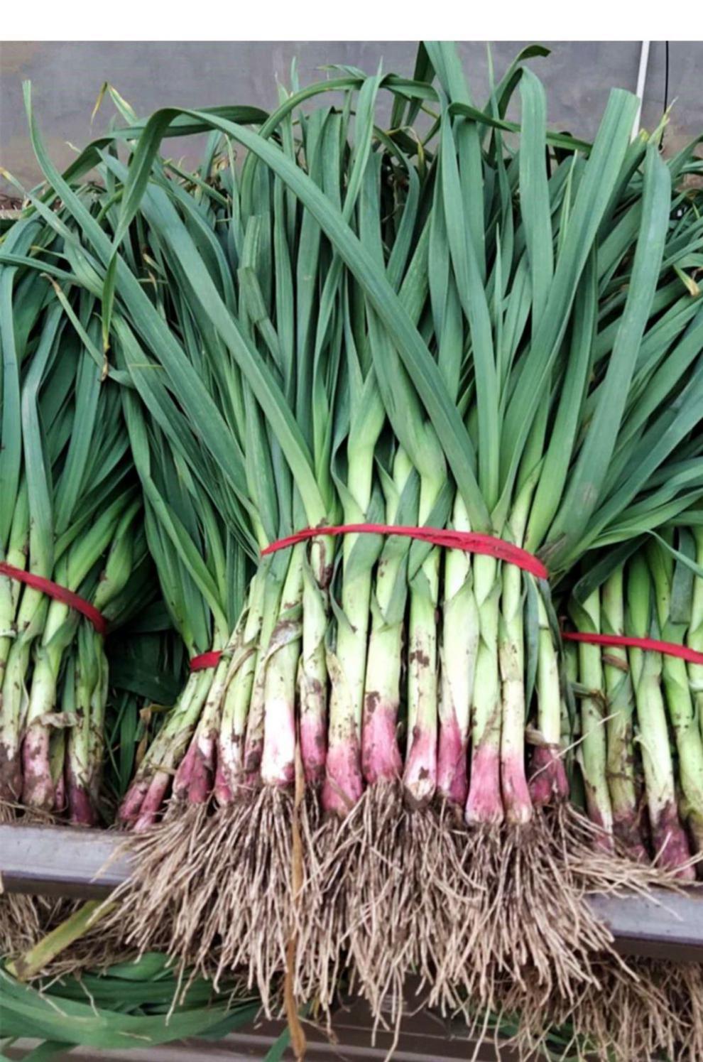 蒜苗新鲜2斤3斤5斤装现挖蒜苗农家自种红皮蒜苗批发蔬菜青菜苗5斤净重