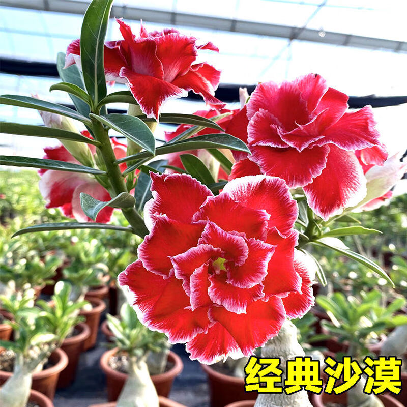 重瓣沙漠玫瑰多年生老桩四季好养盆栽开花绿植养不死耐旱花卉多肉