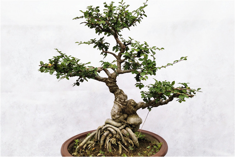 小叶榆树造型老桩盆景怪异疙瘩提根抱石榔榆盆栽室内外庭院古桩 坨根