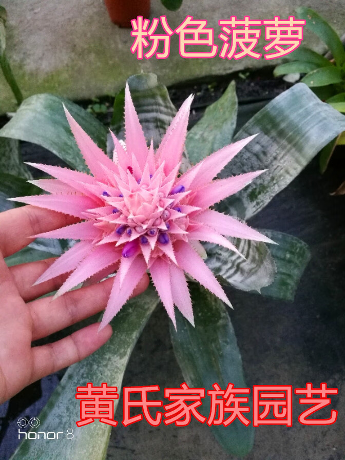 凤梨新款火炬鸿运当头卡丽黄金玉扇红宝石四季开花喜阴带花黄色高35cm