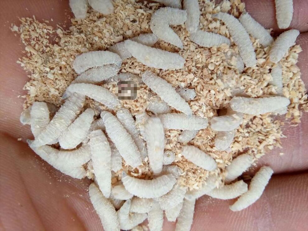 钓鱼活蛆肉蛆红色蛆虫活体蛆牙子大蛆瓶装白蛆活虫活饵昆虫鱼饵h派尼