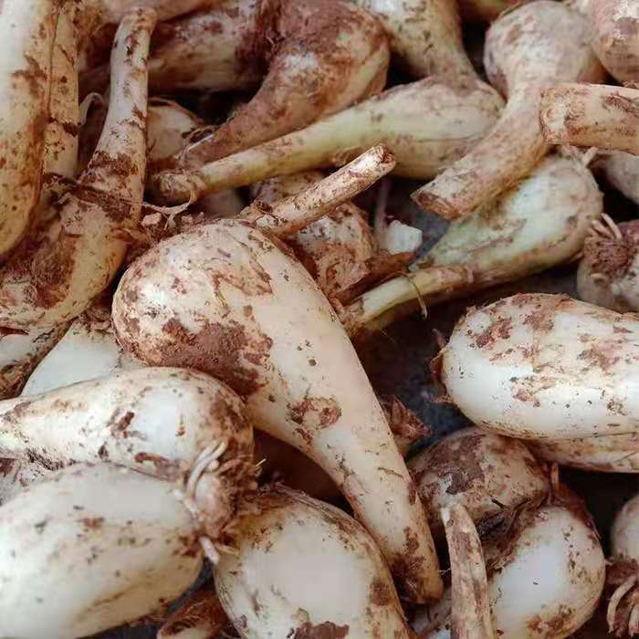 藠头新鲜现挖荞头茭头四川时令蔬菜农家自种蒜白全年供货500g
