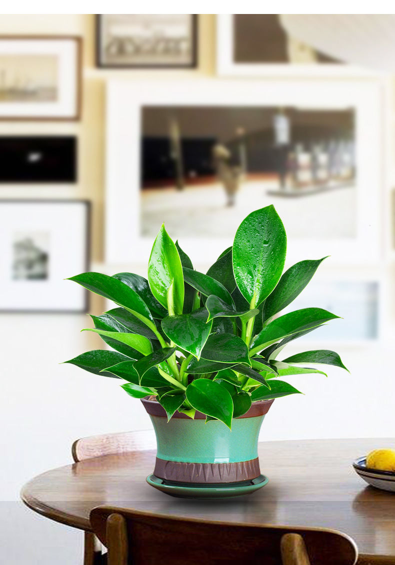 绿公主盆栽植物大叶金钻室内办公好养绿植客厅四季常青吸甲醛金钻青花