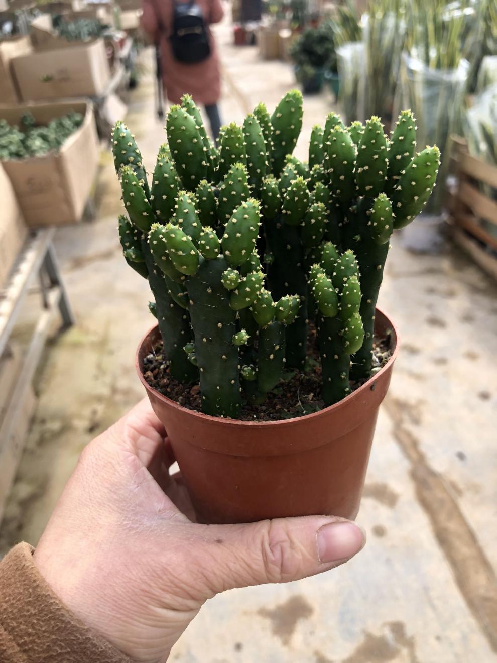 财手多肉植物组合盆栽摇钱树仙人掌又名姬珊瑚卉绿植多肉小盆栽手盆46