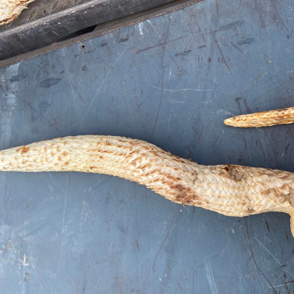 北京同仁原料新鲜肉苁蓉真空包装现挖现发搭配新鲜锁阳 泡酒泡茶 中