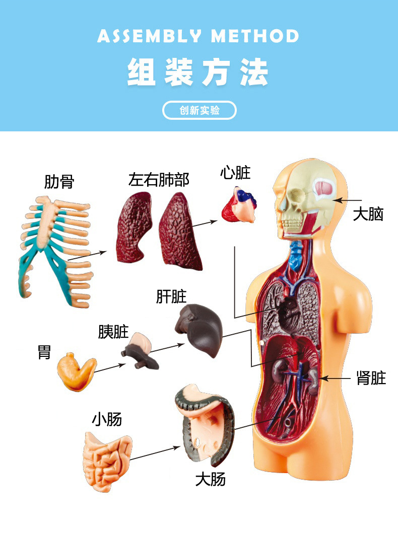 拆卸躯干仿真身体内脏结构教学玩具送长辈人体器官骨架模型听诊器黑色