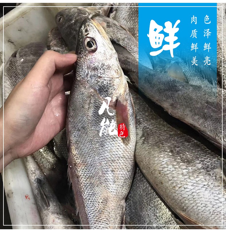 新鲜海捕鳘鱼民鱼米鱼敏鱼鮸鱼鳘鱼胶花胶速冻5斤大号鳘鱼79条
