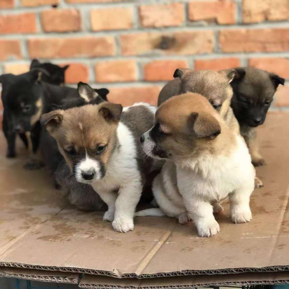 中华田园犬领养土狗农村看家白黑黄色狗大型花色田园幼犬公小型犬成年