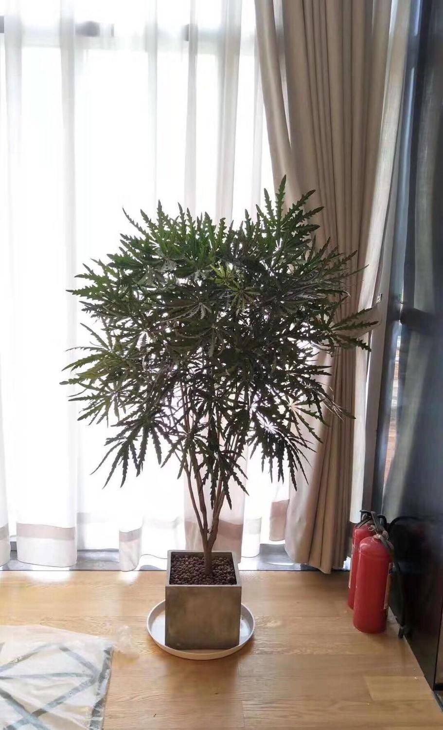 送货到家孔雀木盆栽大型室内植物客厅办公室吸甲醛净化空气好养活绿植