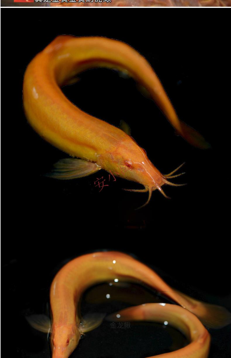 【安小离】黄金鳅清道夫金龙鳅好养黄金泥鳅淡水鱼小金鱼耐活活体观赏