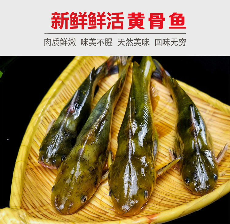 新鲜黄骨鱼现杀黄辣丁昂刺鱼新鲜黄丫头黄颡鱼 小号 去腮去内脏【净重