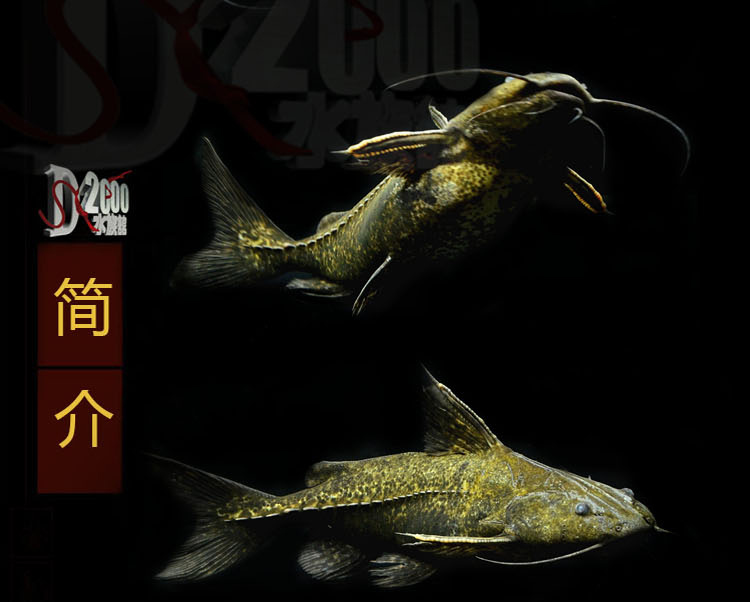 秋颖 普铁铁甲武士鱼活体艾温艾尔温尼铁甲海豚长须铁甲底层大型鱼