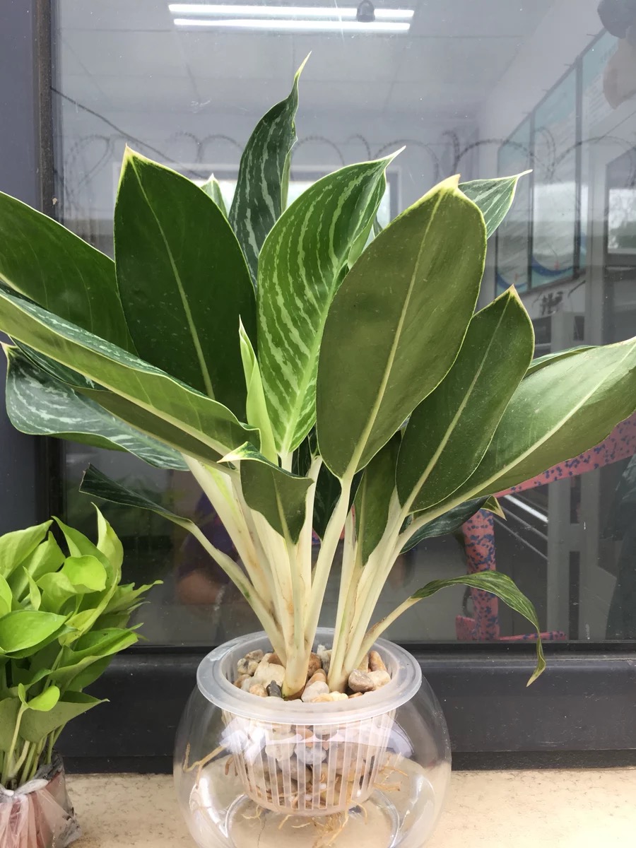 园艺 白雪公主万年青绿植盆栽 水培观叶植物 单株(高度40cm-45cm)